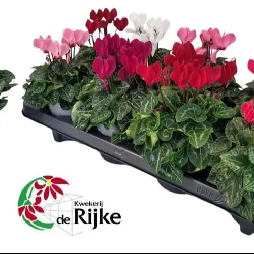 Cyclame mix Super Serie T10,5 H020
