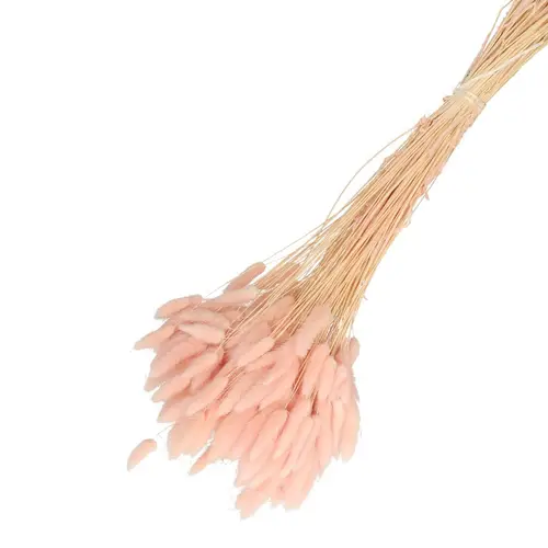 Trocken Lagurus hell rosa L65cm 100gr