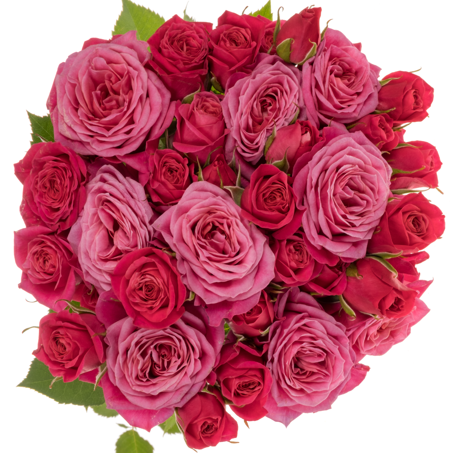 Rose Freiland fuchsia Domino 2+Blüte 60cm