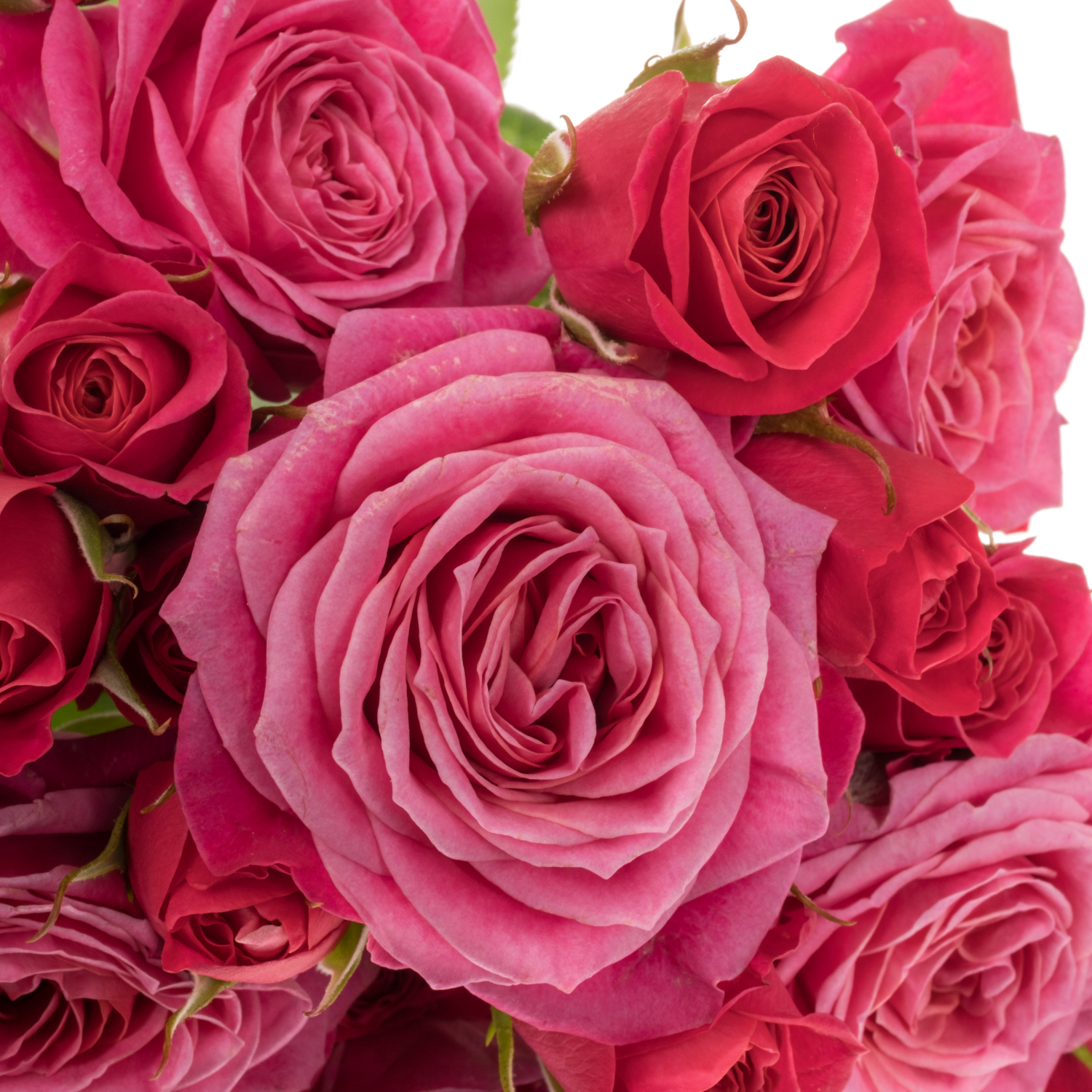 Rose Freiland fuchsia Domino 2+Blüte 60cm