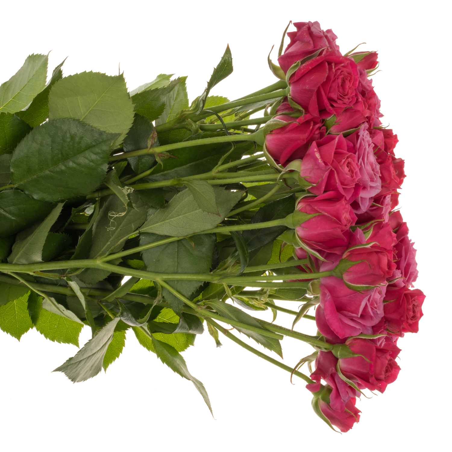 Rose Freiland fuchsia Domino 2+Blüte 60cm