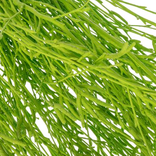 Birke grün gefärbt 70cm