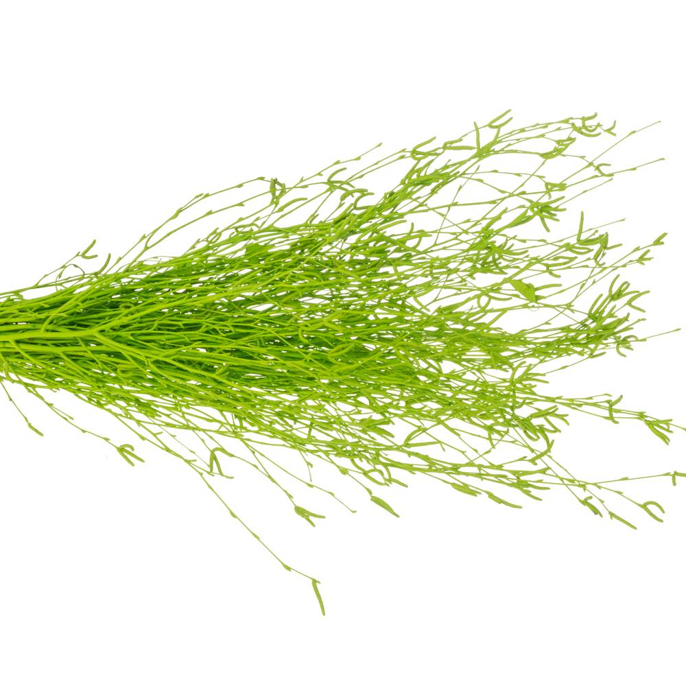 Birke grün gefärbt 70cm