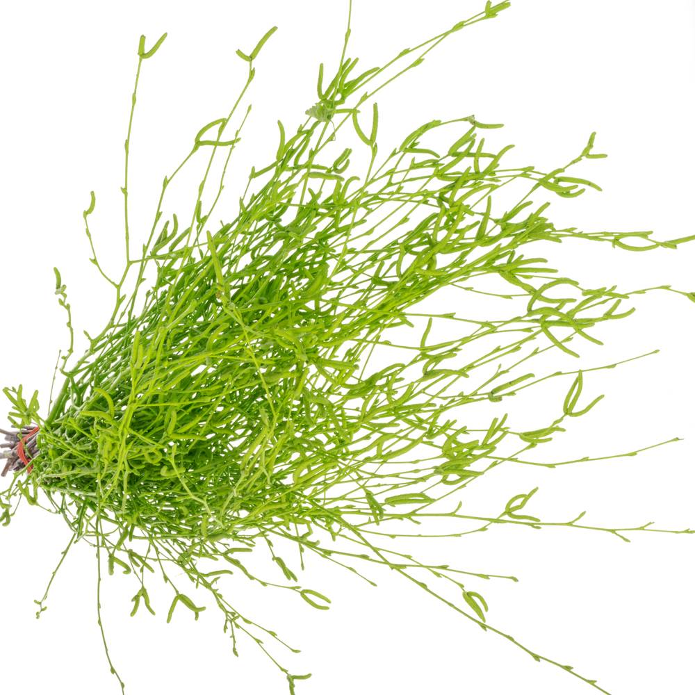 Birke grün gefärbt 70cm