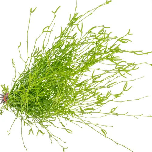 Birke grün gefärbt 70cm