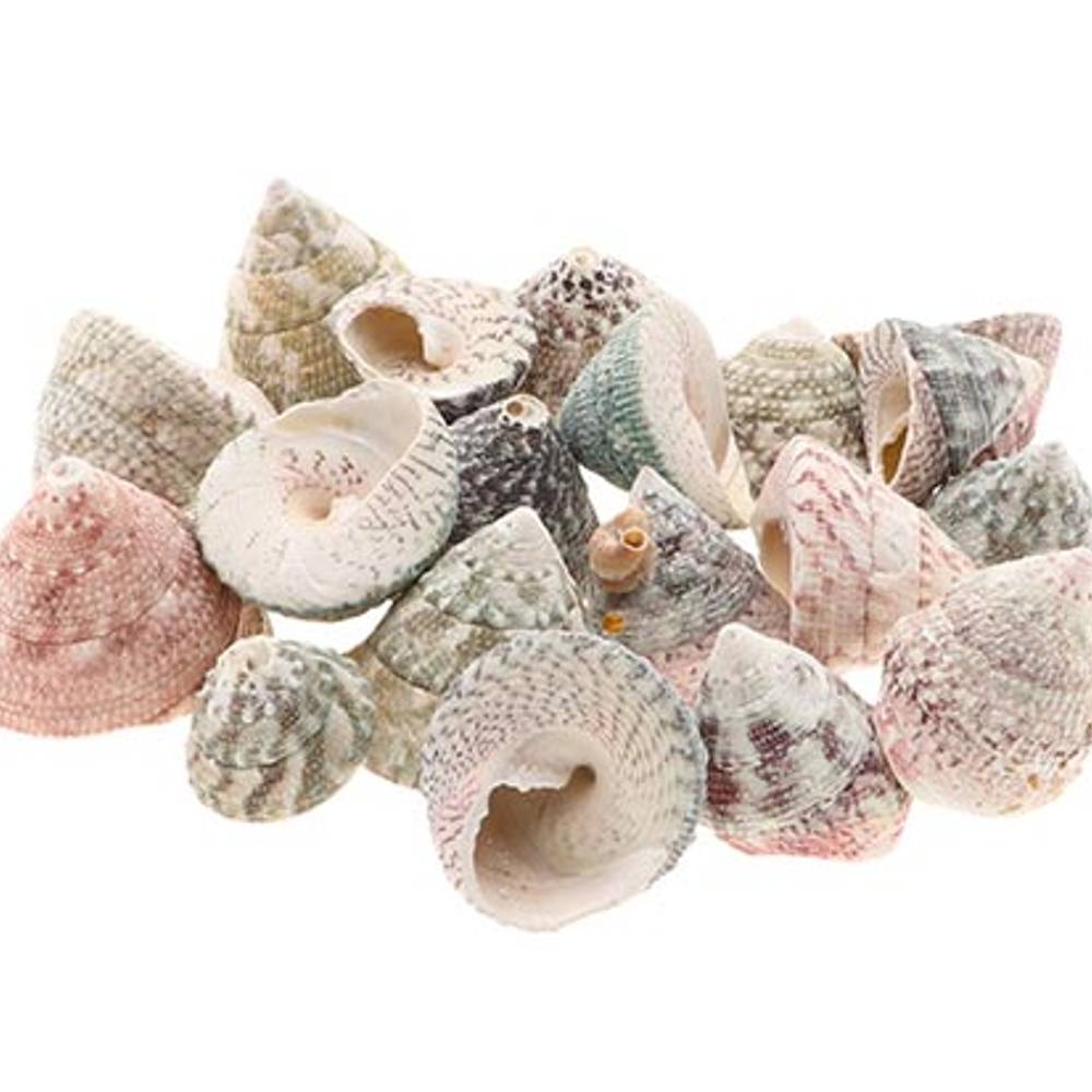 Muschel Trogus Stellatus 1kg 