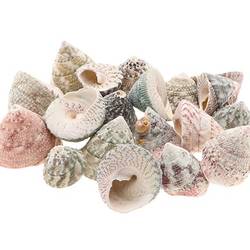 Muschel Trogus Stellatus 1kg 