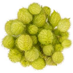 Greenball Moby Dick 70cm 4 Ball