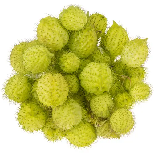 Greenball Moby Dick 70cm 4 Ball