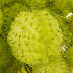 Greenball Moby Dick 70cm 4 Ball