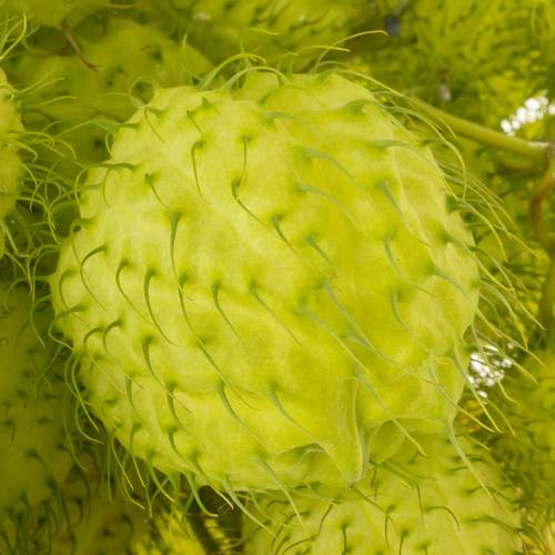 Greenball Moby Dick 70cm 4 Ball