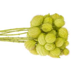 Greenball Moby Dick 70cm 4 Ball