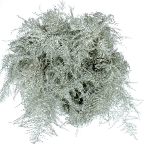 Plumoses platina gefärbt 40cm