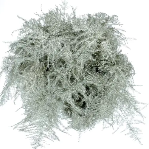 Plumoses platina gefärbt 40cm