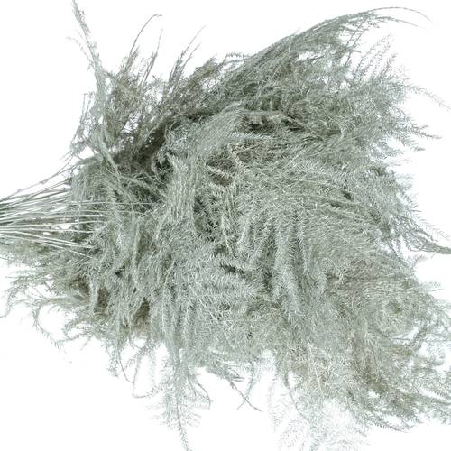 Plumoses platina gefärbt 40cm