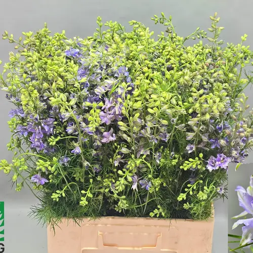 Delphinium milka/lila 70cm