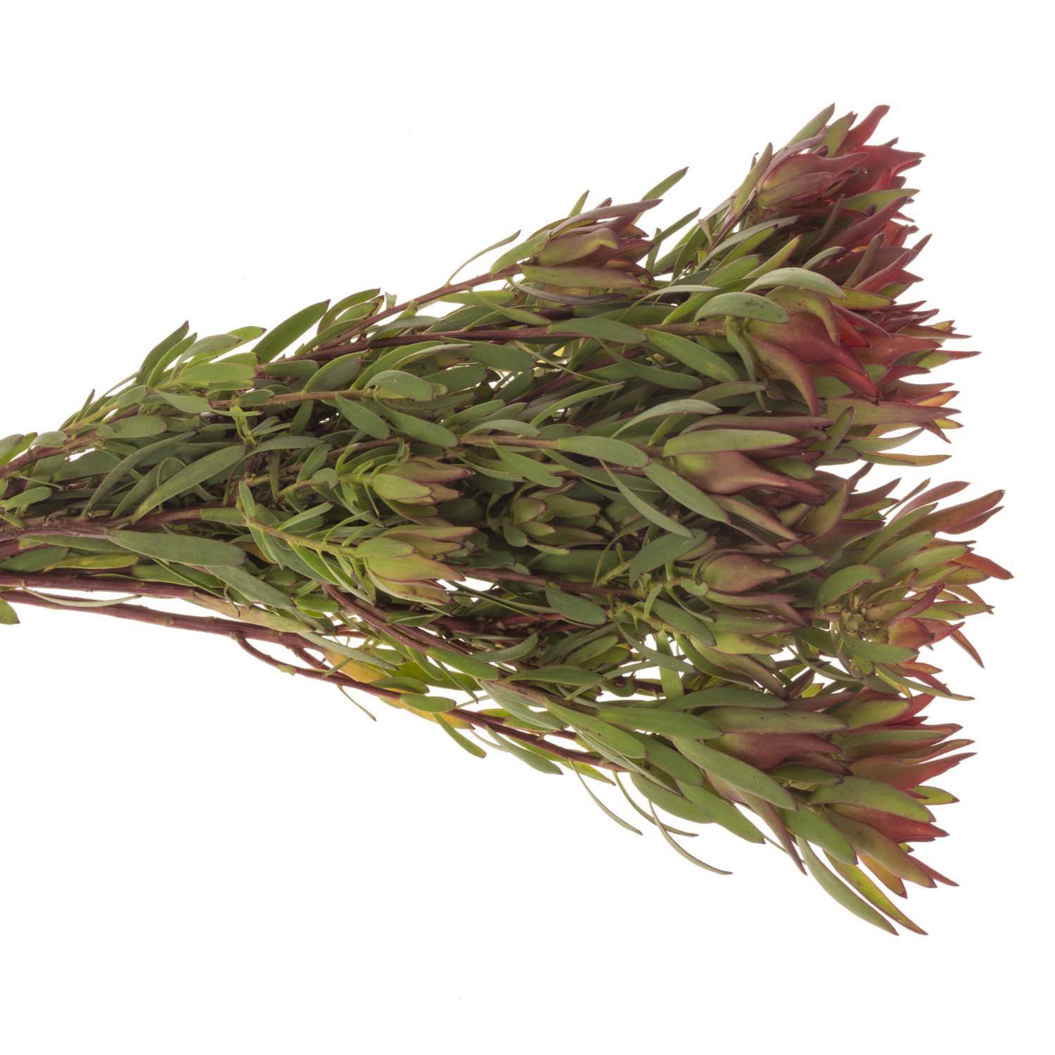 Leucadendron rot/grün Yellow Blush verzweigt 40cm