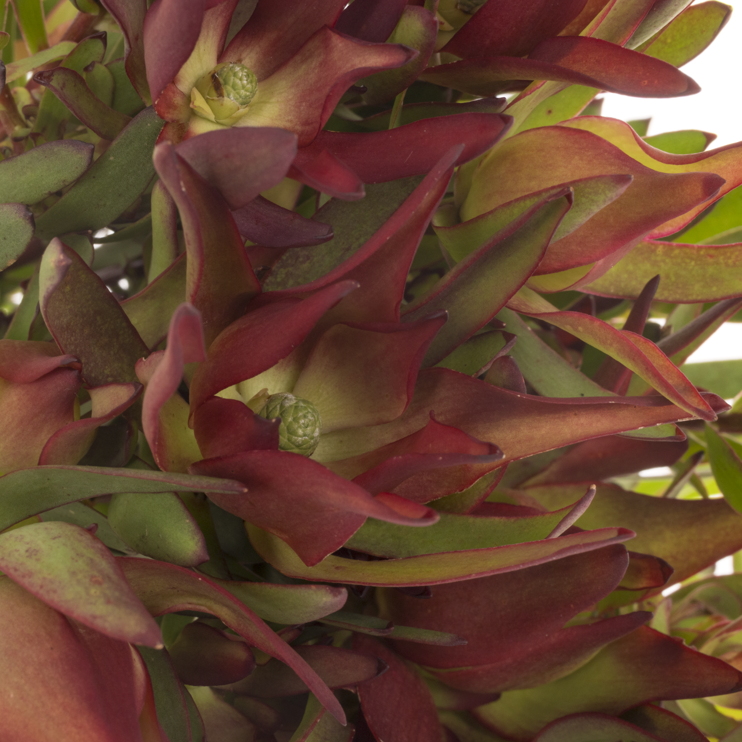 Leucadendron rot/grün Yellow Blush verzweigt 40cm