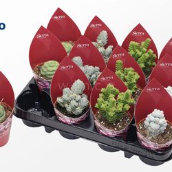 Crassula mix Sierra Tüte T8 H18