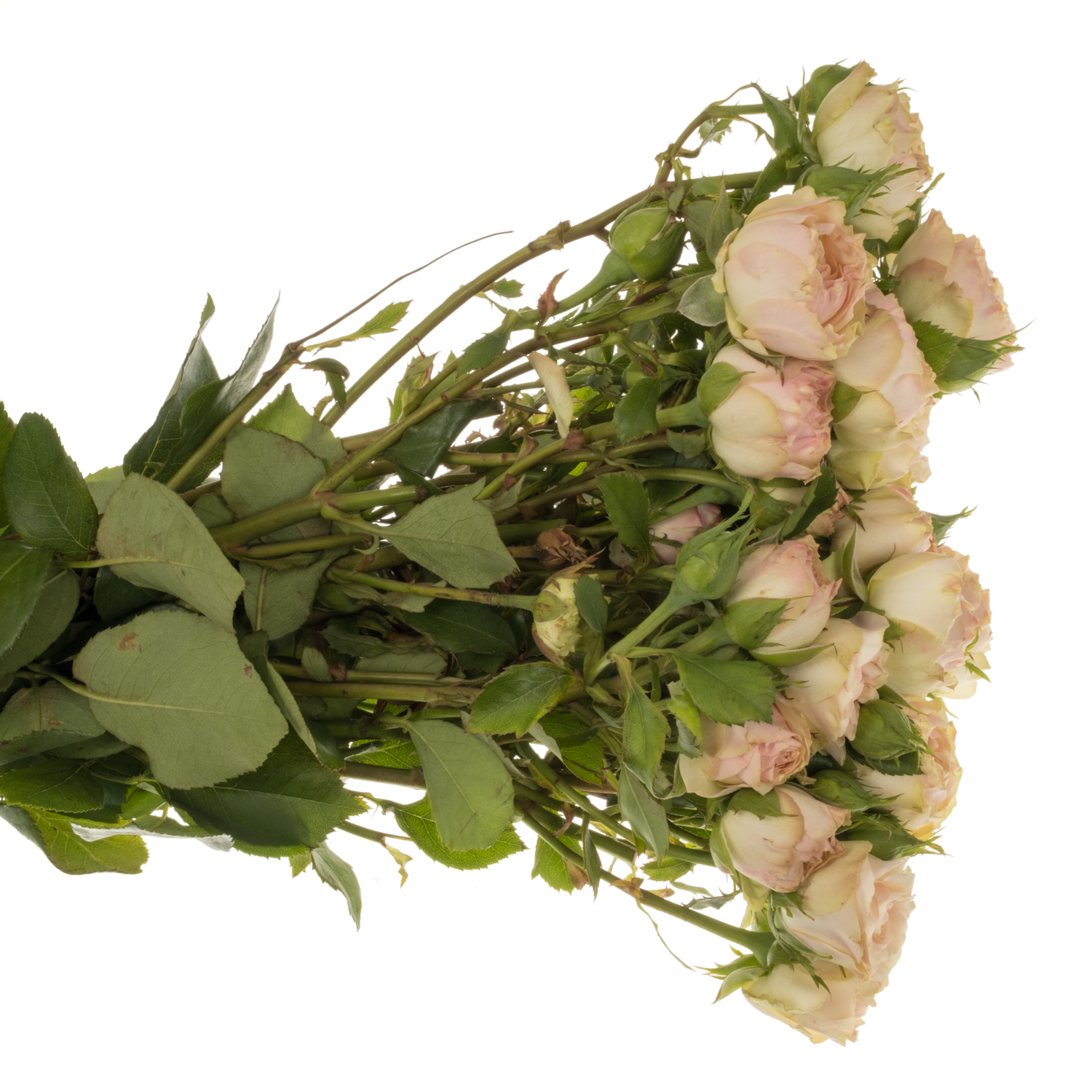 Rose Freiland rosa/hell grün Tabaluga 1+Blüte 50cm