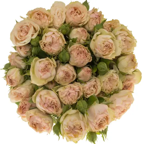 Rose Freiland rosa/hell grün Tabaluga 1+Blüte 50cm