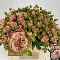 Rose rosa Freiland Tabaluga 3+Bl.40cm
