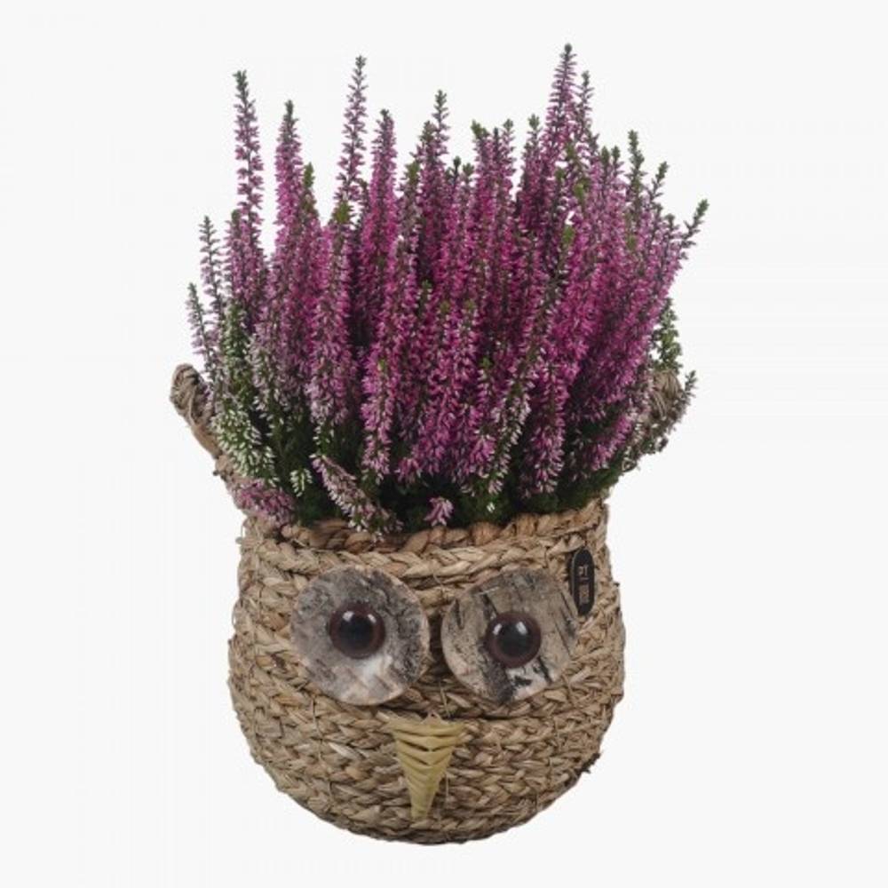 Garten.Arr PTHO7732 Herbst T19 H035