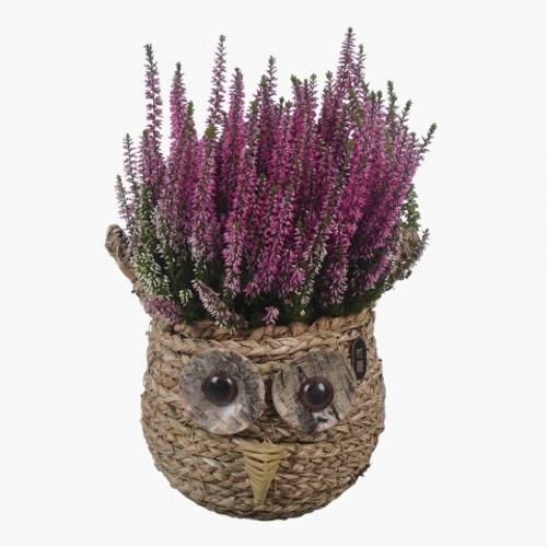 Garten.Arr PTHO7732 Herbst T19 H035