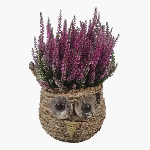 Garten.Arr PTHO7732 Herbst T19 H035