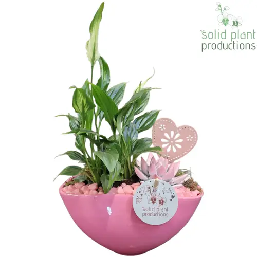 Spath.Arr Katty rosa SE006PINK T19 H032