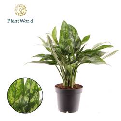 Aglaonema Maria T12 H015