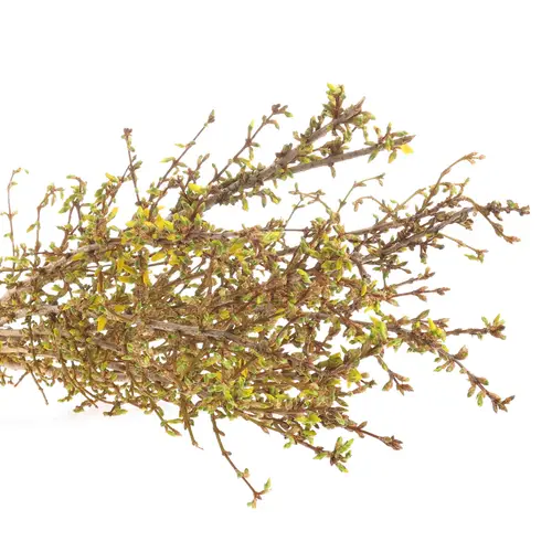 Forsythia gelb  70cm