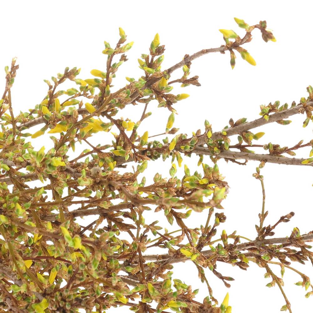 Forsythia gelb  70cm