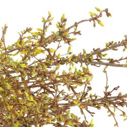 Forsythia gelb  70cm