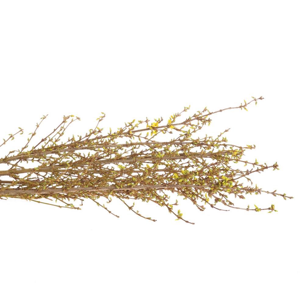 Forsythia gelb  70cm