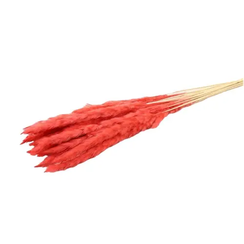Trocken Pampasgras Fluffy hell rot L75cm