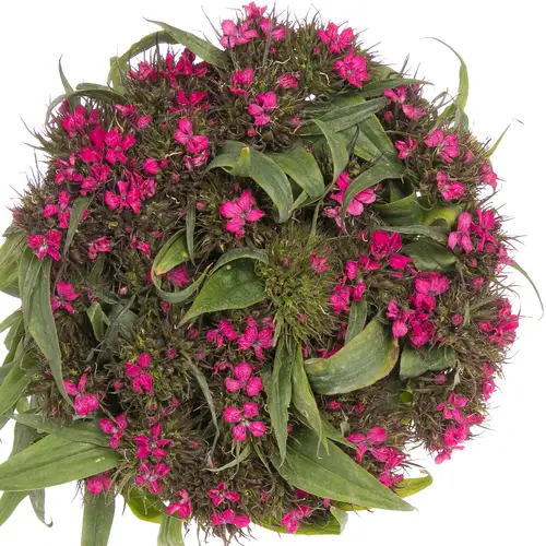 Bartnelke pink Bündel 40cm