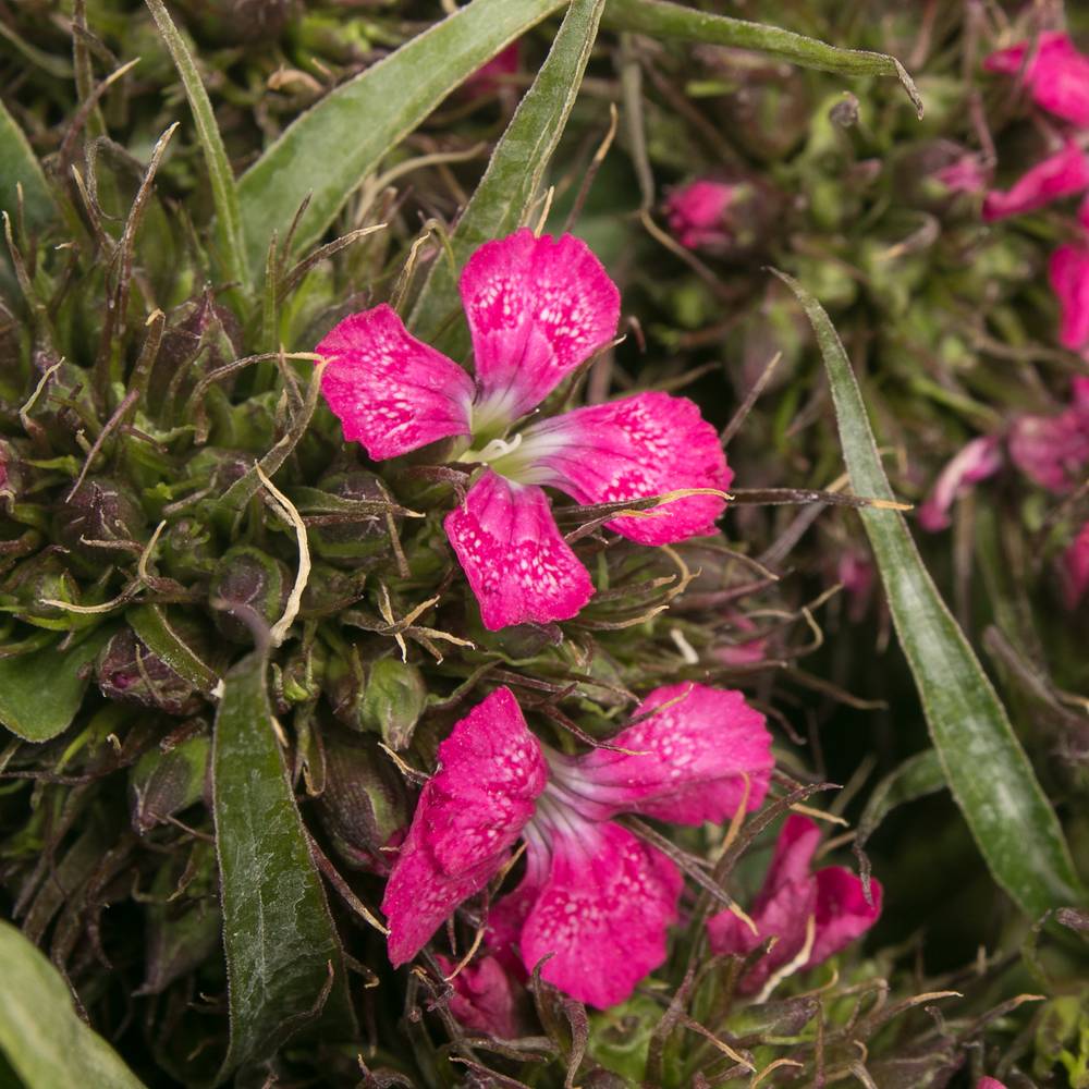 Bartnelke pink Bündel 40cm