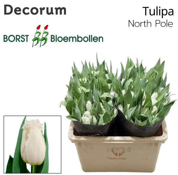 Tulpe weiss gezackt Northpole 40 Gramm