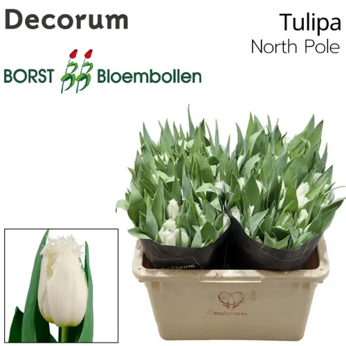 Tulpe weiss gezackt Northpole 40 Gramm