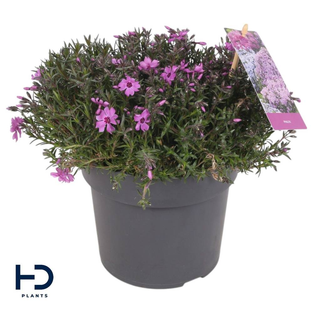 Phlox Subulata rosa Fabulous Dark Rose T17 H025