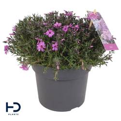 Phlox Subulata rosa Fabulous Dark Rose T17 H025