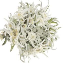 Leontinus Blossom25cm