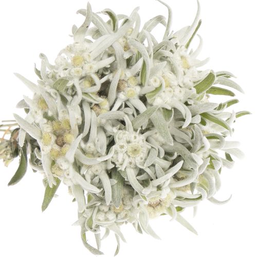 Leontinus Blossom25cm