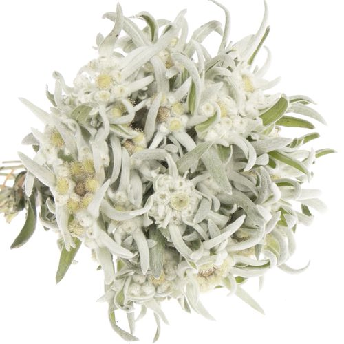 Leontinus Blossom25cm