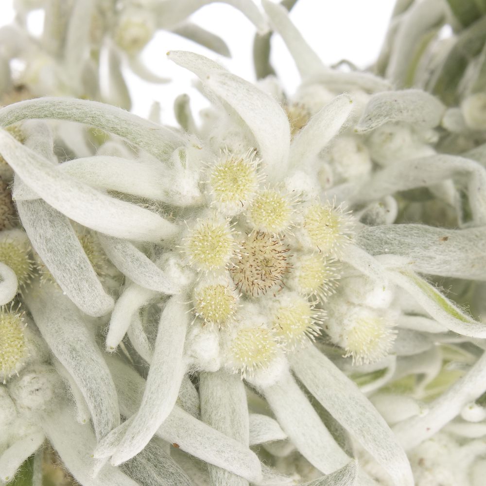 Leontinus Blossom25cm