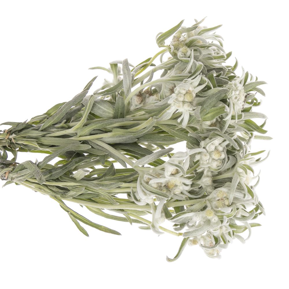 Leontinus Blossom25cm