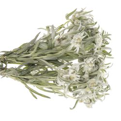 Leontinus Blossom25cm