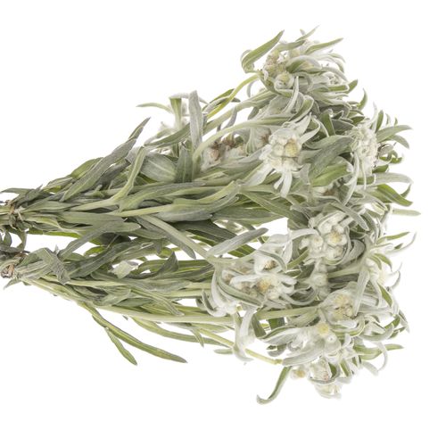 Leontinus Blossom25cm