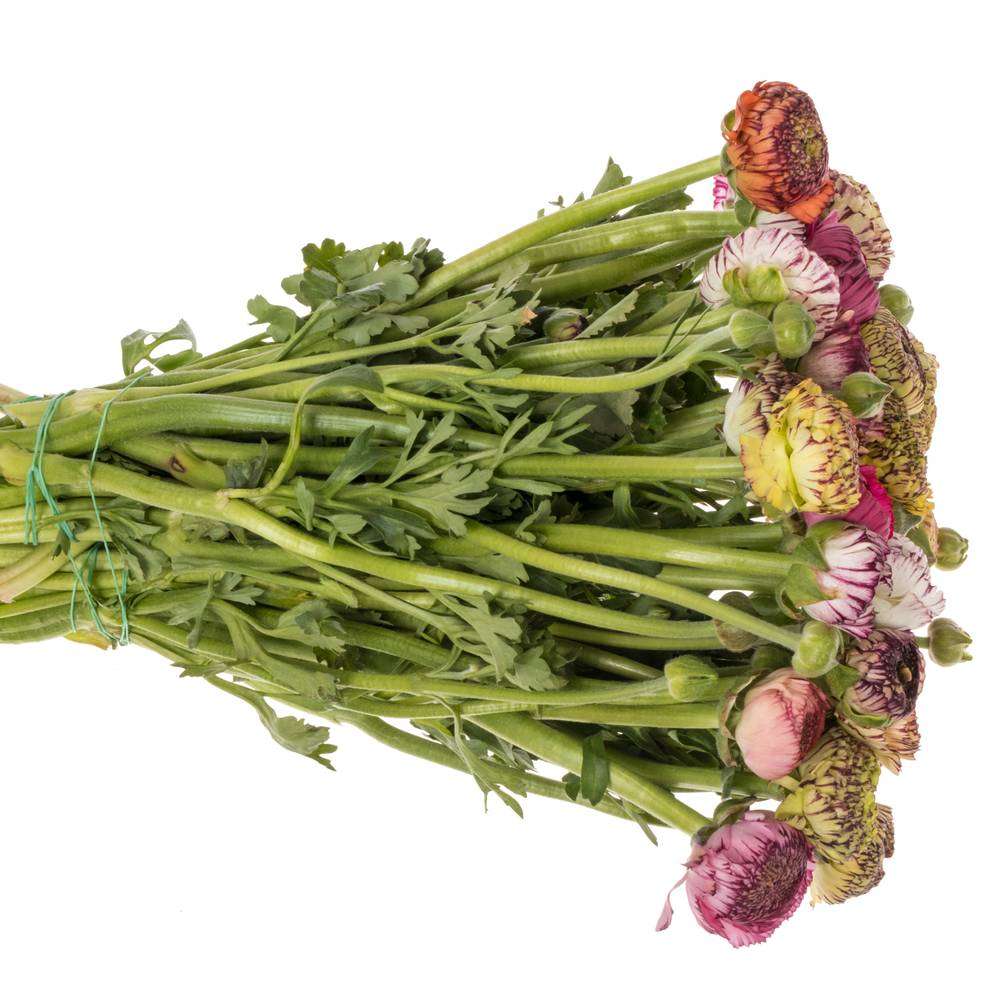 Ranunkel mix Bulbillis Cappuchino 40cm